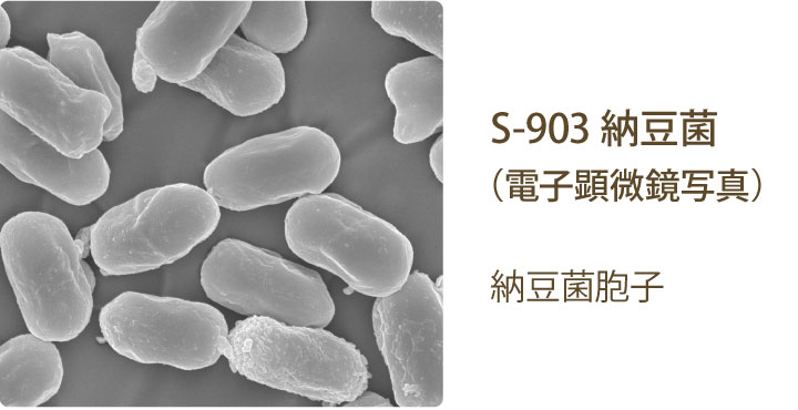 S-903 納豆菌（電子顕微鏡写真）